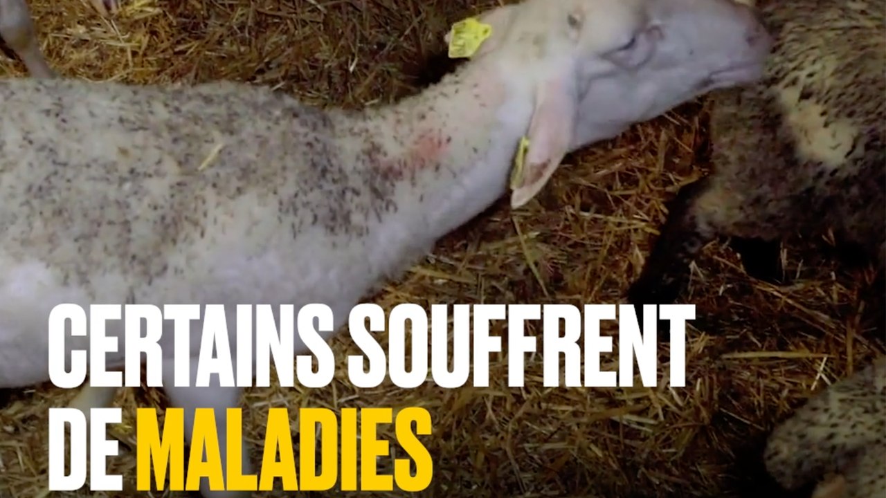 Voici la face cachée du roquefort | La nouvelle enquête de L214