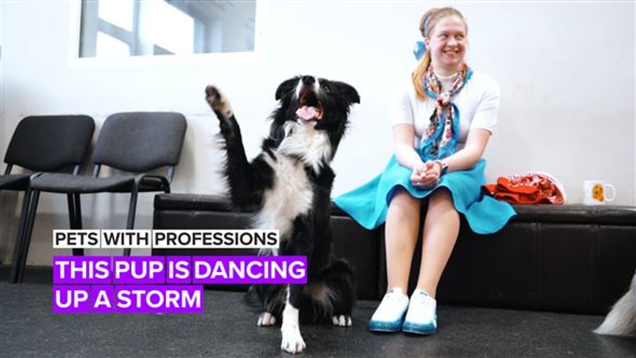 Pets with Professions: Nobody puts this dancing dog in a corner!