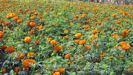 Beautiful Garland flower garden in Bangladesh