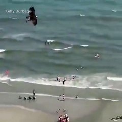 águila atrapa con sus garras un tiburón y se lo lleva volando