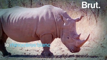 Comment le rhinocéros blanc du Sud a-t-il reconquis l'Afrique ?