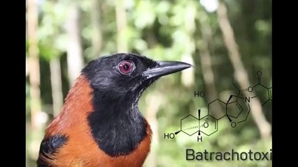 ZEHİRLİ OLDUĞUNA İNANAMAYACAĞINIZ 7 HAYVAN !