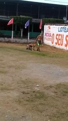 Dog Goes on His Walk with Some Help