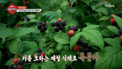 여름철 꼭 먹어야 할 열매 '복분자'