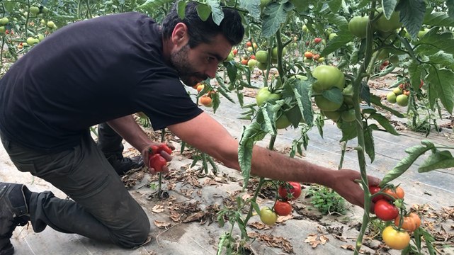De la musique classique pour les fruits et les légumes