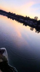 Un ours avec la tête coincée dans un bidon en plastique