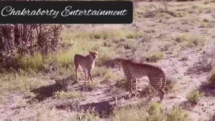 Amazing Leopard Fighting. Leopard vs Leopard battle.