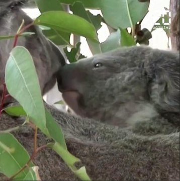 Australie: Le koala pourrait disparaître du Sud de l'Australie d'ici à 2050