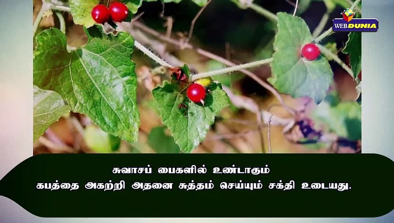 சுவாச கோளாறுகளுக்கு மருந்தாகும் முசுமுசுக்கை!!