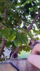 Rehabilitated Squirrel Loves Daily Playtime