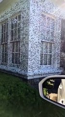 Condo is Utterly Covered in Locusts