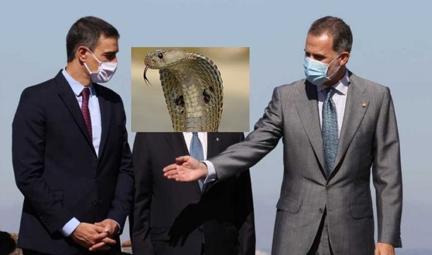 El socialista Pedro Sánchez le hace la 'cobra' al Rey Felipe VI