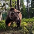 Il tombe sur un Ours au réveil en sortant de sa tente