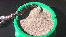 Ce petit serpent adore se cacher dans son bac à sable
