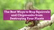 The Best Ways to Stop Squirrels and Chipmunks from Destroying Your Plants