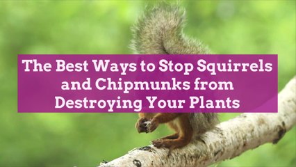 The Best Ways to Stop Squirrels and Chipmunks from Destroying Your Plants