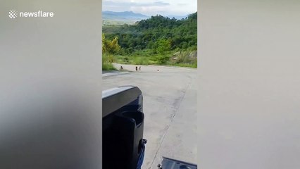 Determined dogs given intense exercise while owner rides in car