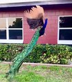 Incredible Peacock Flies in Slow Motion to Rooftop