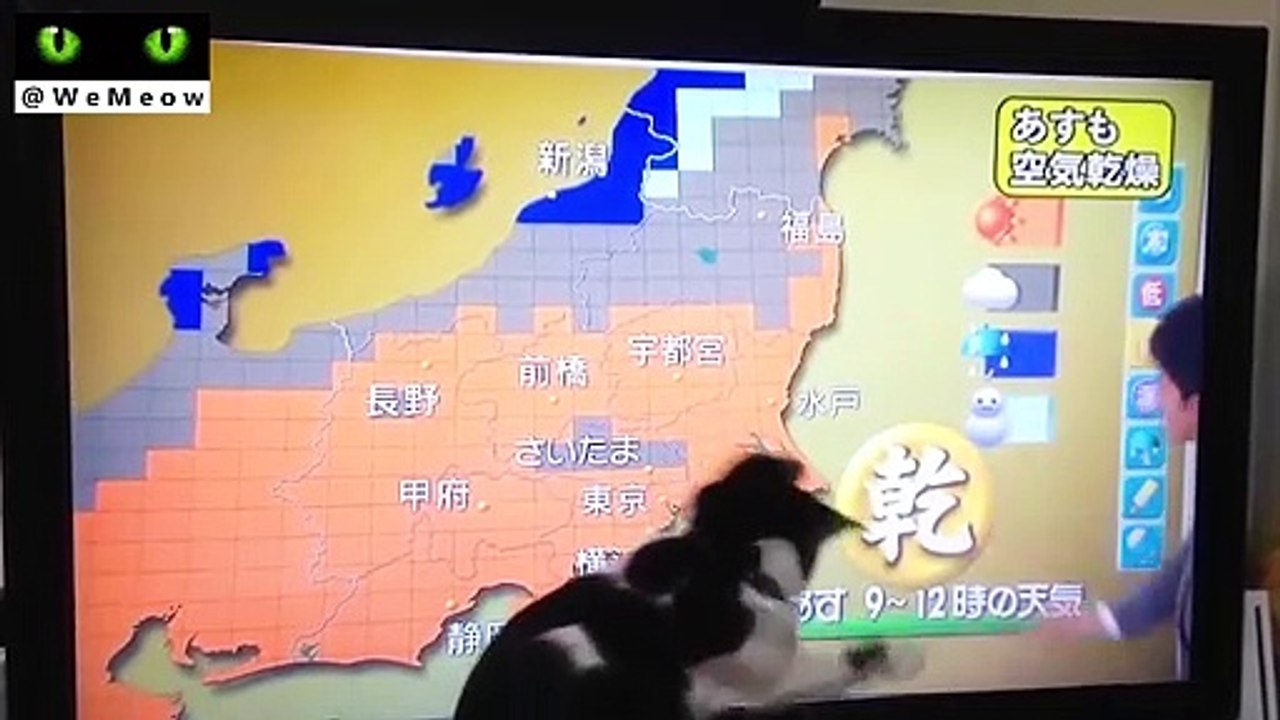 Funny Cats