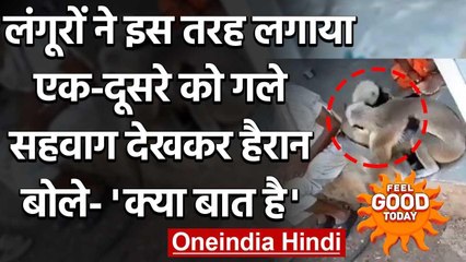 Feel Good Today : लंगूरों ने इस तरह लगाया एक-दूसरे को गले, सहवाग देखकर हैरान  |वनइंडिया हिंदी