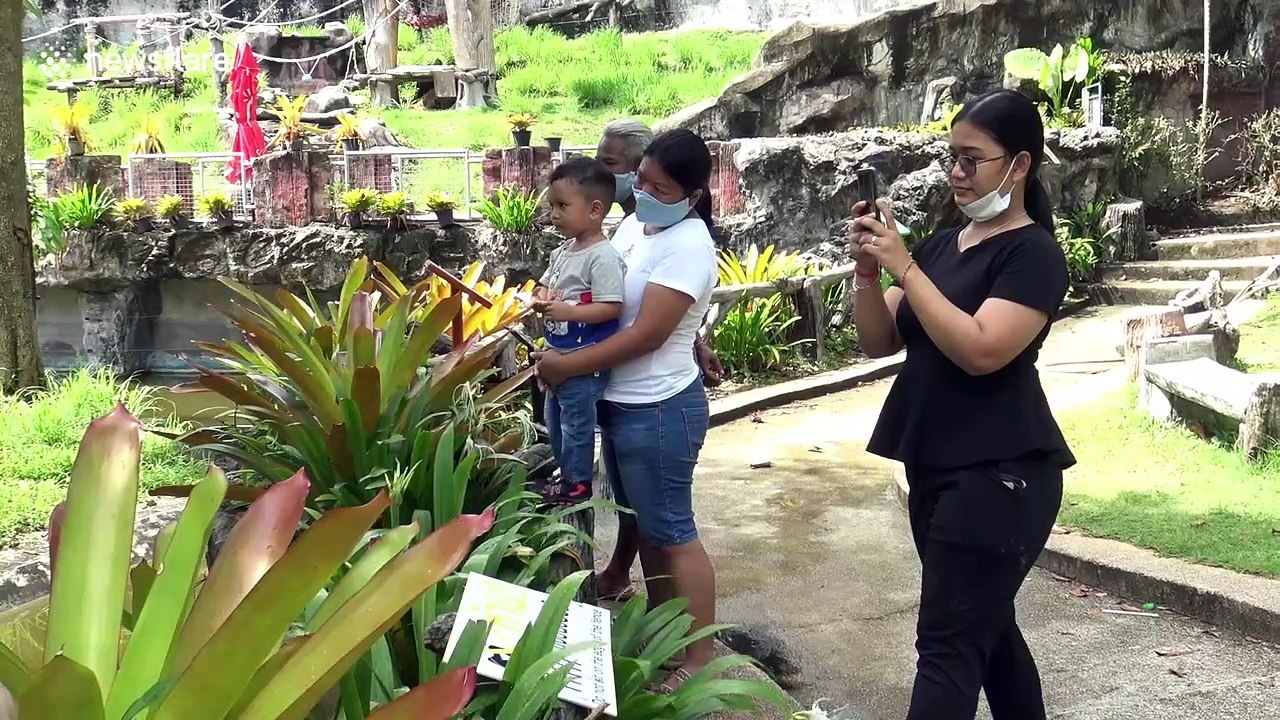 Orangutan cools off in bath tub as temperatures soar in Thailand