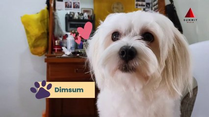 Tips for Grooming Your Dog at Home