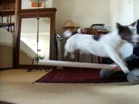 Quand on a pas des cheval sous la main...mdr