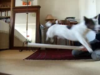 Quand on a pas des cheval sous la main...mdr