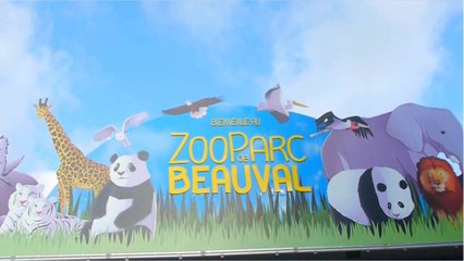 Rendez-vous à Beauval avec la famille Mathieu pendant tout l'été