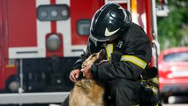 Yangında mahsur kalan köpeği itfaiye kurtardı