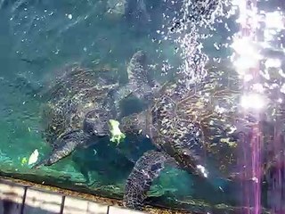 turtles eat