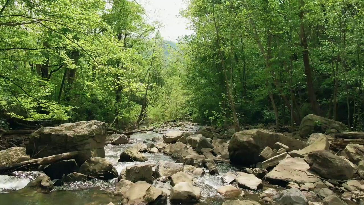 Relaxing forest with ambient music