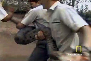 Anaconda Attacks: What You Need to Know