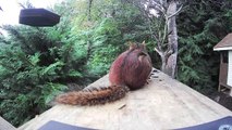 Red Squirrel vs. Gray Squirrel