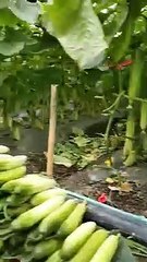 Farming Technology In China