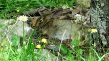 Cottontail Rabbit Nap
