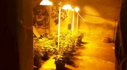 Casoria (NA) - Serra di marijuana in casa alimentata da allaccio abusivo (02.07.20)