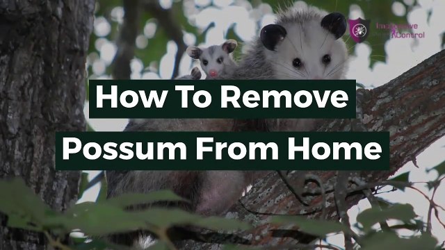 How to remove Possum from our home | Impressive Pest Control