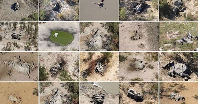 Plus de 350 éléphants retrouvés morts dans des circonstances mystérieuses au Botswana