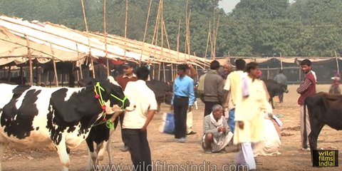 Scratching one's ass in public : Only in India