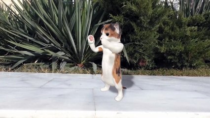 Dancing cats ,beautifully perform