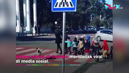 Lucu, Anjing Bantu Bocah TK Menyeberang Jalan