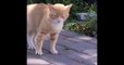 Funniest Sneezing Cats Video Compilation Funny Cute cats | funny cat videos