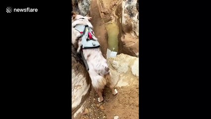 Adrenaline junkie and his adventurous rescue dog scale mountains and zipline over fast-flowing river