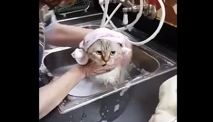 Funniest Bathing Cats Video Compilation Funny Cute cats funny cat videos
