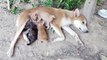 Mother Dog Feeds Family Of Orphaned Kittens