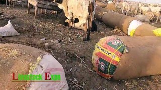 Cattle Prices - Sohrab Goth Maweshi Mandi Update 30-June-2020