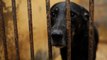 Le projet de loi sur le bien-être animal propose d'interdire les bêtes sauvages dans les cirques