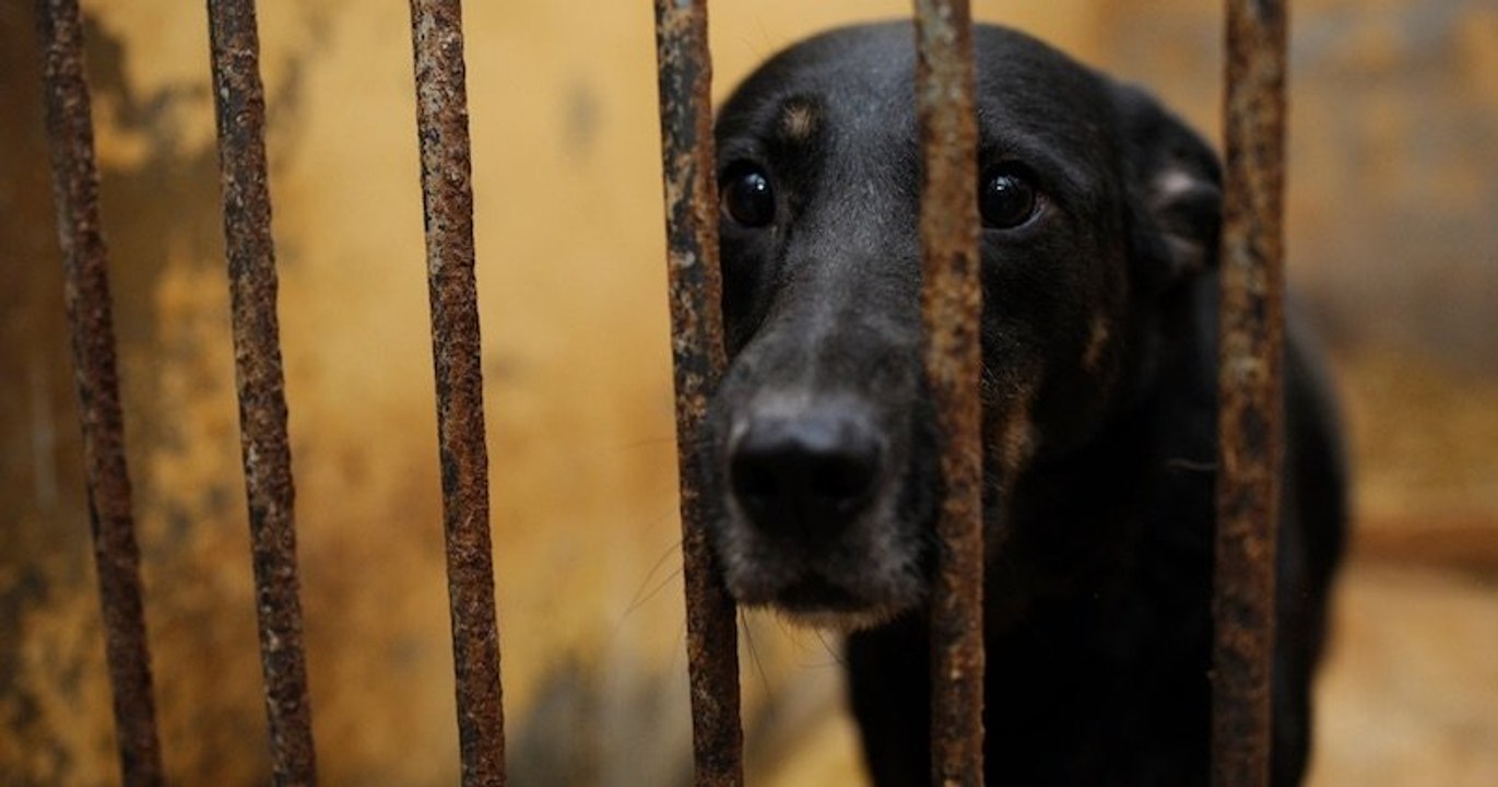 Le projet de loi sur le bien-être animal propose d'interdire les bêtes sauvages dans les cirques