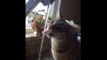 Funniest Cats Drinking From Water Taps Compilation Funny Cute cats | funny cat videos